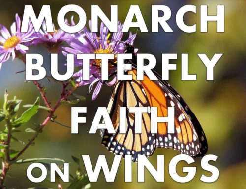 Monarch Butterfly Migration: Faith on Wings